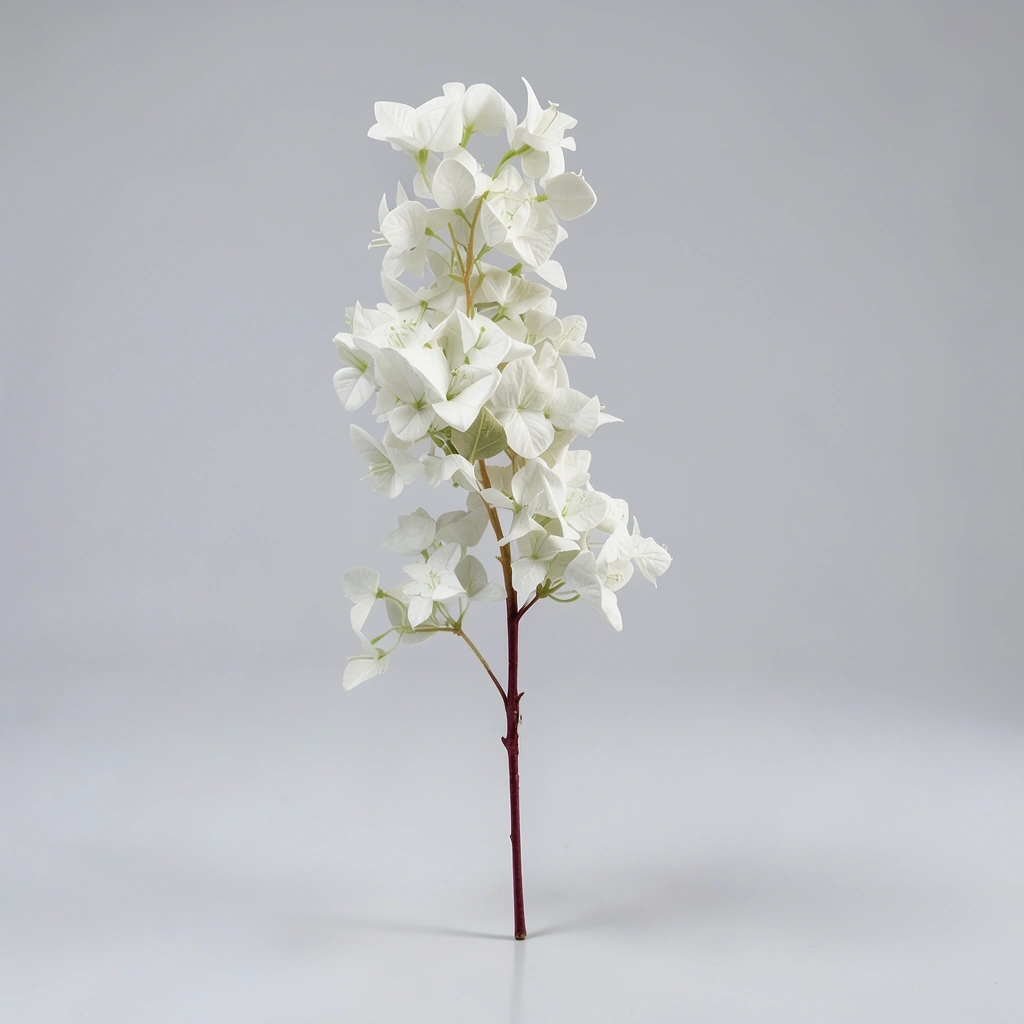 Bougainvillea long bunch white