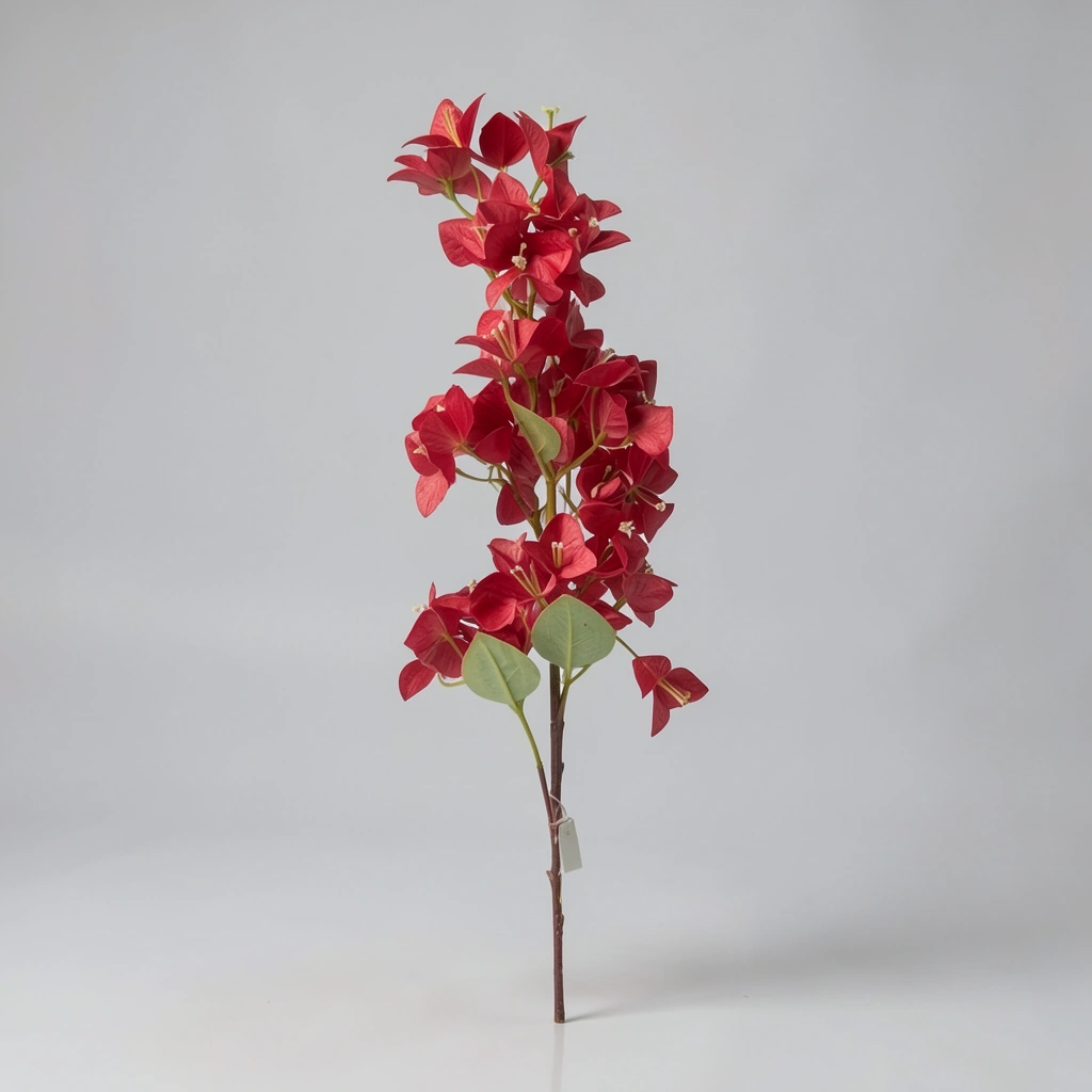 Bougainvillea long bunch red