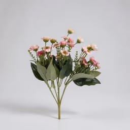 Adium baby pink