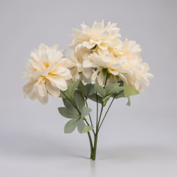 American Dahlia bunch white