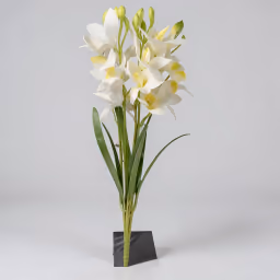 Boat orchid bunch white