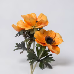 Animone orange