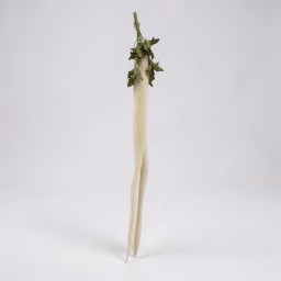Acalypha  hispida white