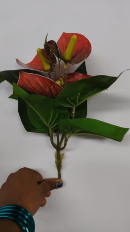 Anthurium red bunch