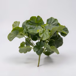 Barrig green bunch leaf