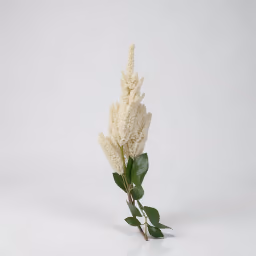 Beronoca white