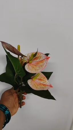 Anthurium peach