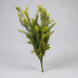Bunch Astilbe leaf