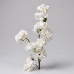 Blossom hangins flower white