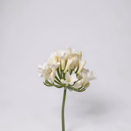 African lilly