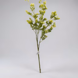 Arizona long bunch white