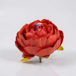Peony red