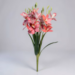 Boat orchid bunch rose