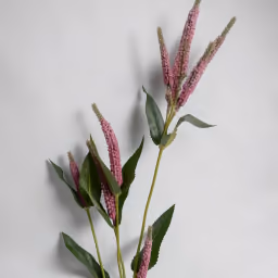 Beronikka pink