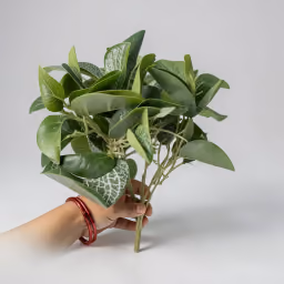 Ashray leaf bunch