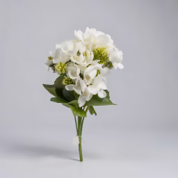 Beijing Hydra bush white