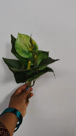 Anthurium green bunch