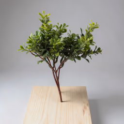 Buxus microphylla leaf