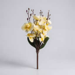 Butterfly orchid