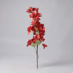 Bougainvillea long bunch red