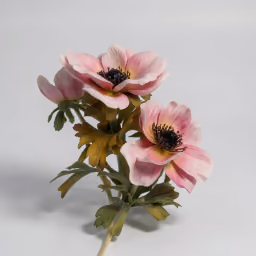 Animone pink