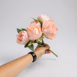 Baby pink peony