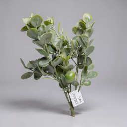 Bali dollar leaf bunch