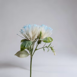 Blue flower