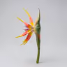 Bird of paradise yellow orange 1