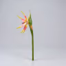 Bird of paradise yellow orange 3