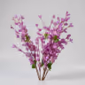 Blossom violet 1