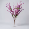 Blossom violet 3
