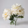 American Dahlia bunch white 1
