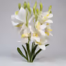 Boat orchid bunch white 2