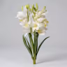 Boat orchid bunch white 1