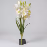 Boat orchid bunch white 3