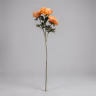 Animone orange 2
