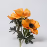 Animone orange 1