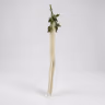Acalypha  hispida white 1
