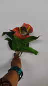 Anthurium red bunch 2