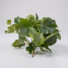 Barrig green bunch leaf 2