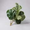 Barrig green bunch leaf 3