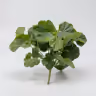 Barrig green bunch leaf 1