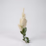 Beronoca white 1
