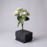 Beijing Hydra bush bunch white 2