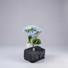 Beijing Hydra bush bunch blue 3