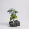 Beijing Hydra bush bunch blue 2