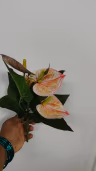 Anthurium peach 1