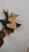 Anthurium peach 2