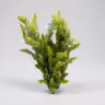 Bunch Astilbe leaf 1